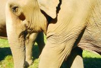 Elephant Nature Park: Thailand’s Sanctuary for Gentle Giants