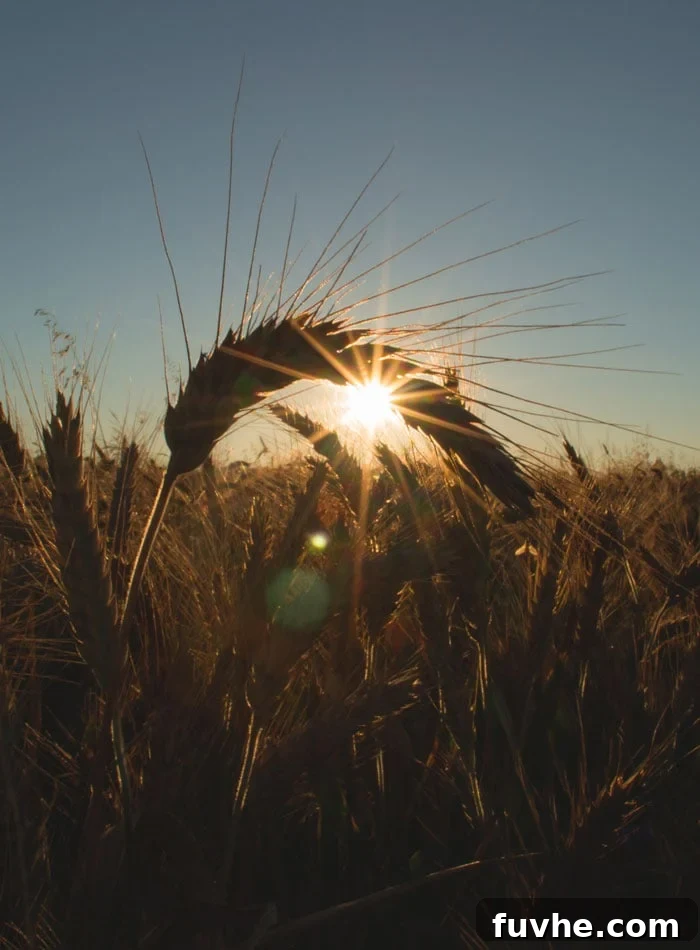 A close-up of wheat grains, prompting consideration of gluten's impact on inflammation in modern diets.