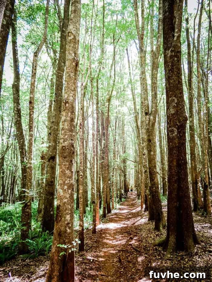 Unforgettable Maui Experiences 16 Things to Do on Maui: Makawao Forest Reserve - Running on Real Food