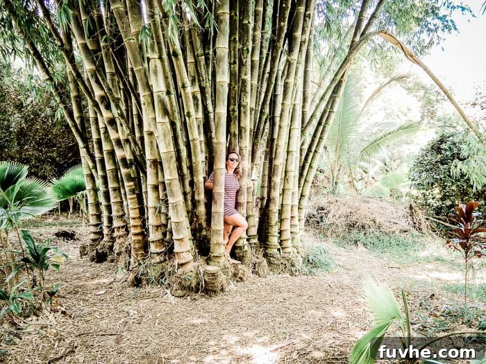Unforgettable Maui Experiences 41 A grove of bamboo trees in Hawaii.