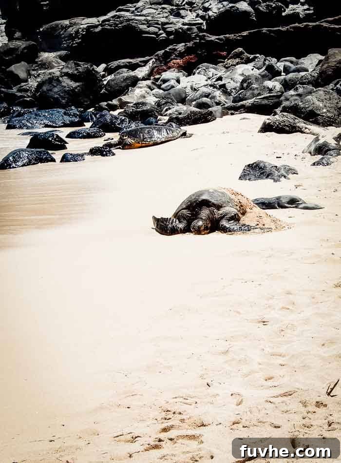 Unforgettable Maui Experiences 7 A turtle on a beach.
