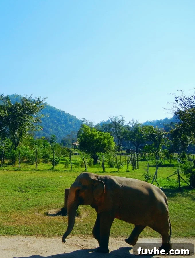 Elephant Nature Park: An Ethical Sanctuary in Chiang Mai, Thailand