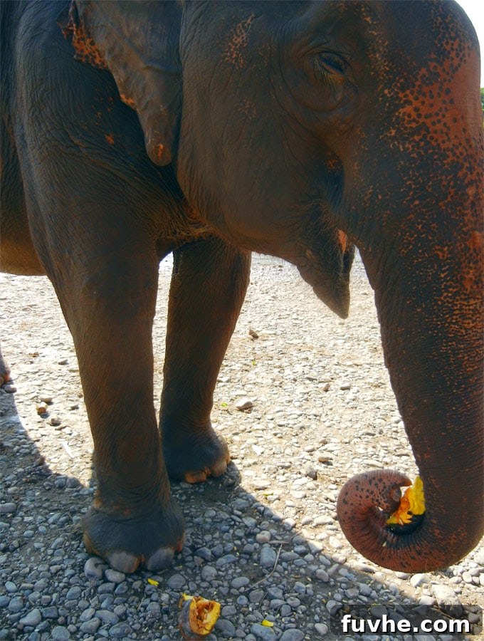 Feeding Rescued Elephants at Elephant Nature Park in Chiang Mai
