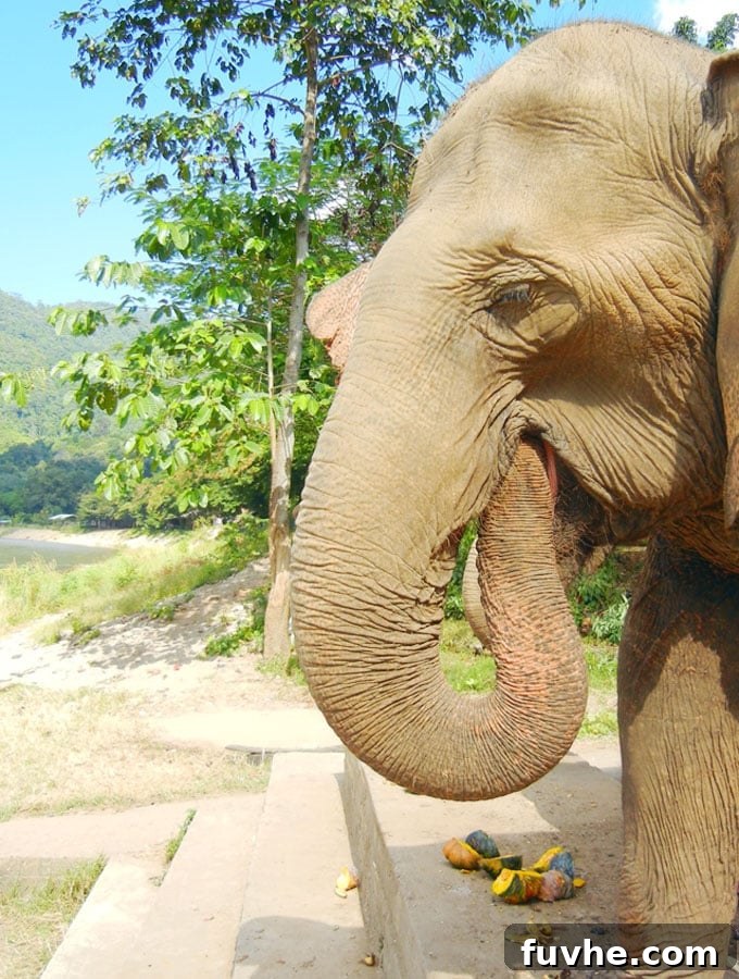 Happy Elephants Enjoying Mealtime at Elephant Nature Park
