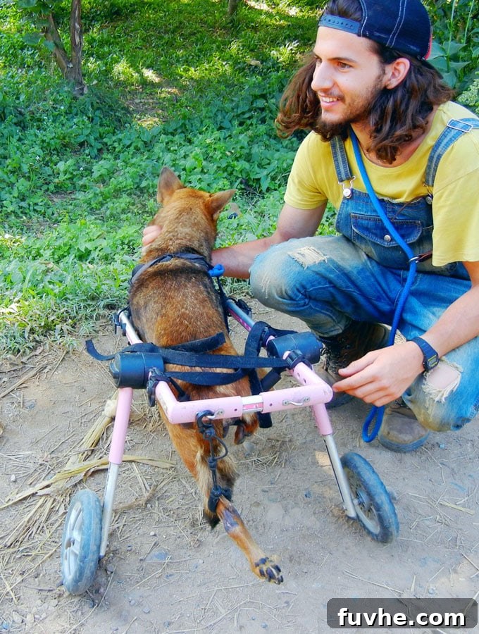 Rescued Dogs Thriving at Elephant Nature Park