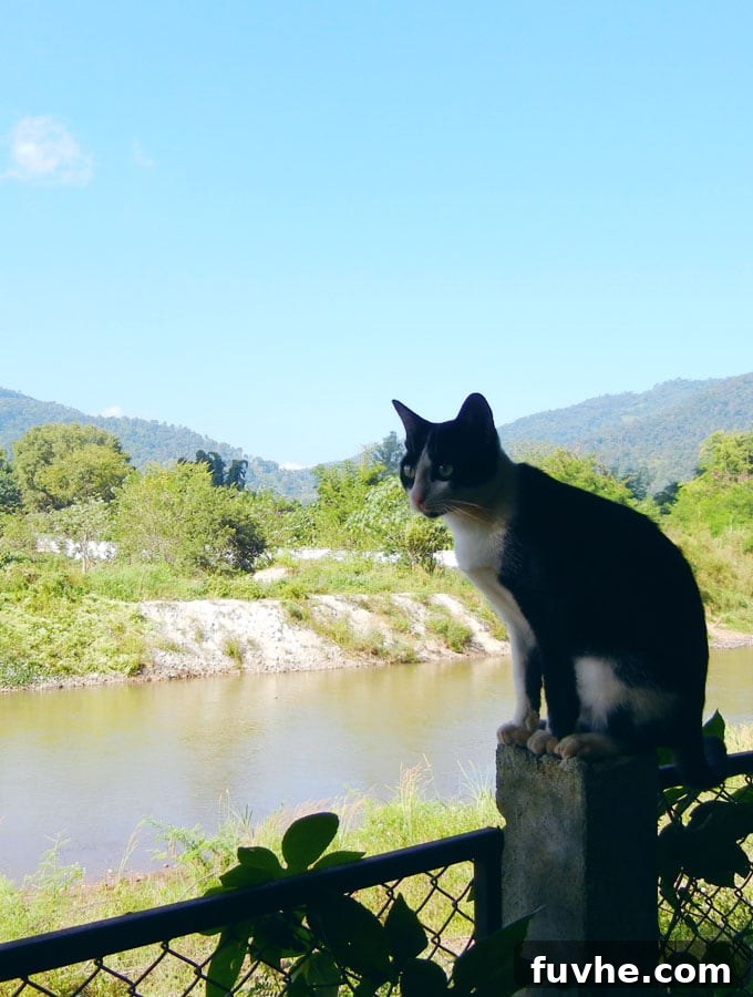 Playful Felines at Elephant Nature Park: A Sanctuary for All Animals