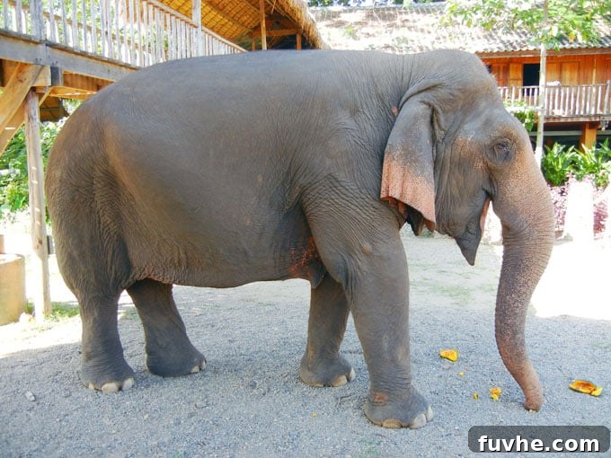 Bathing Elephants in the River at Elephant Nature Park