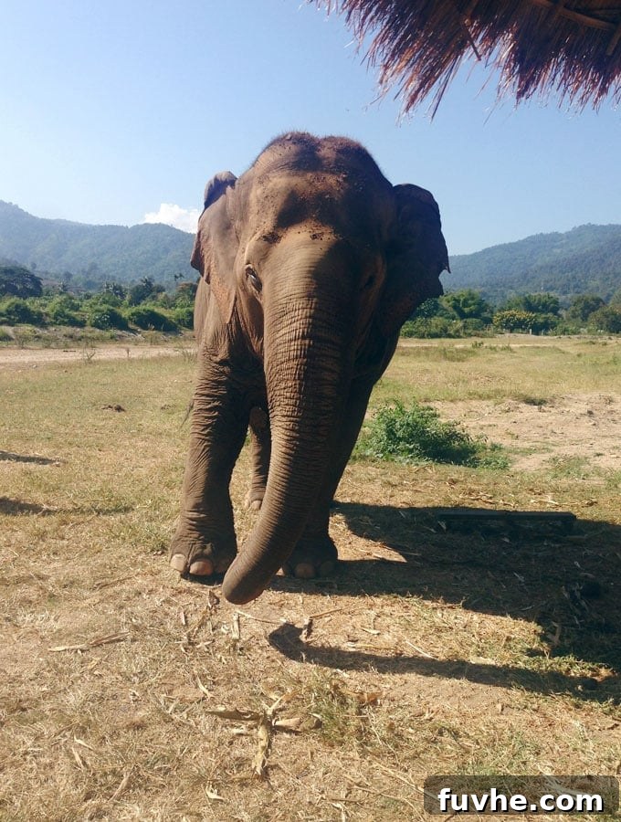 Responsible Elephant Tourism: A Visit to Elephant Nature Park
