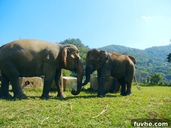 Review: Elephant Nature Park, Chiang Mai's Top Ethical Elephant Sanctuary