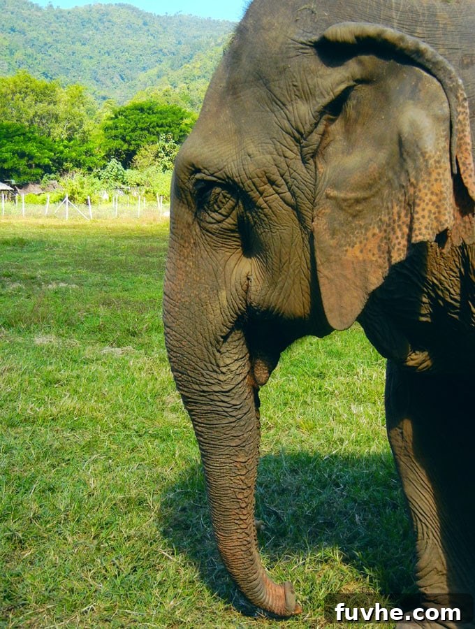 Elephant Welfare in Thailand: Our Experience at Elephant Nature Park