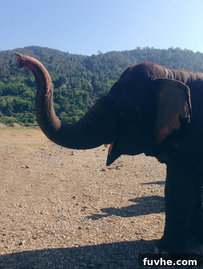 Captivating Scenes at Elephant Nature Park, Thailand