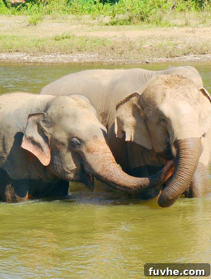 Joyful Elephants Playing at Elephant Nature Park, Chiang Mai