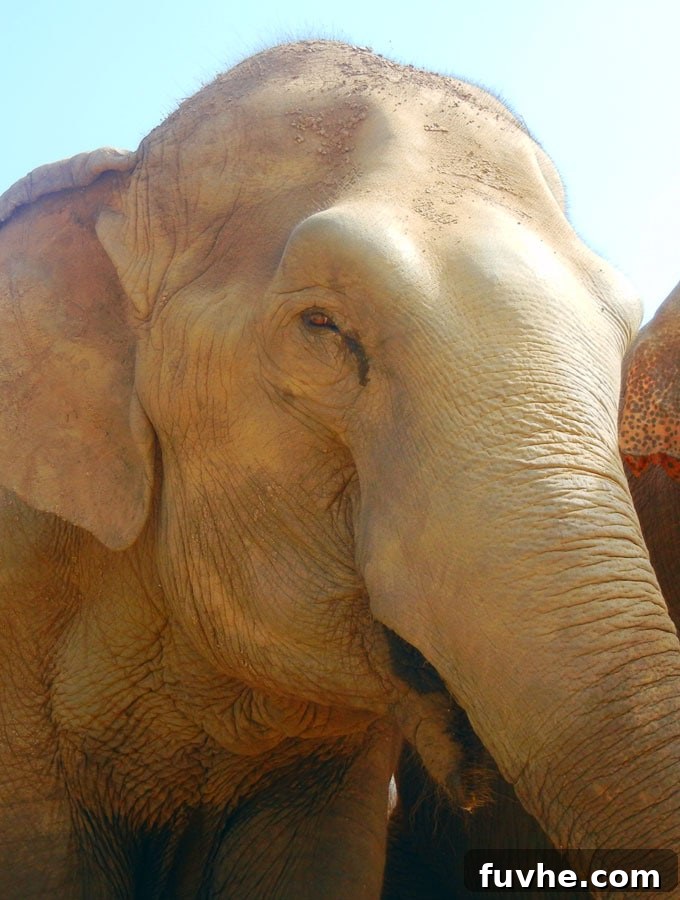 Magnificent Rescued Elephant at Elephant Nature Park in Chiang Mai
