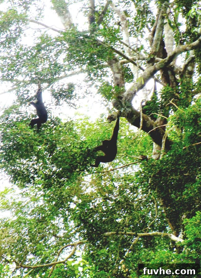 Playful monkeys enjoying the trees in Khao Sok National Park