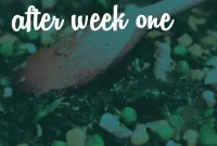 Vegan Macros: Real Stories, Real Results